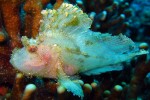 A scorpion leaf fish - translucent!