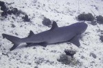 Here's the second shark we saw. The first one was a black-tipped shark that was swimming away, but this was a white-tipped one that just hung around. There's even a little remora under his tail