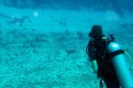 Alea checks out the shark