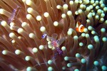 Cool looking shrimp share space with a clownfish