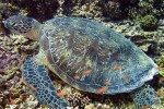 We saw turtles on almost every dive (and most snorkels as well)