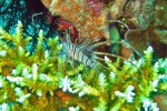 Here's another, up against the green coral