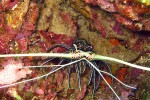 Hey there, lobster man!