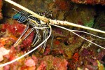 Breck was our expert at spotting lobster and prawns - too bad he won't eat them