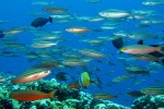 We saw teeming schools of fish, as well as other fantastic sights