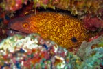 Another moray - this one keeping more of a distance