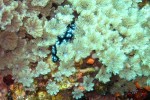 We tried to get a nudibranch photo. We're (Ok - I'm) still working on getting the whole "keep yourself still while focusing up close on things" deal sorted out