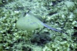 We saw three sting rays on one dive alone, and Breck liked this "action" shot