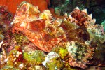 Coolly colored and camouflaged scorpionfish (with his mouth open).