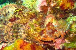 They are such intricately colored and decorated creatures!