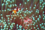 Here's another tomato fish (as Susan calls them)