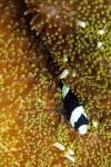 This one was tucked away in the folds of the anemone