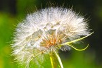 Fake dandelion - a western salsify instead