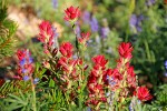 Indian Paintbrush