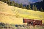 Field of gold outside Helena, Montana