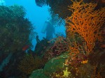 Breck slips past a coral formation