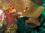 A clown fish comes out to greet us