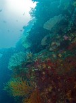 There wasn't always a ton of structure (at least compared to some of our other dives), but this section was a fabulous wall.