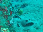 We saw bunches of rays on these dives - they hunch up like this when they are getting ready to swim (either away or on the attack!)