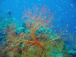 Beautiful colors and oh-so-much sealife