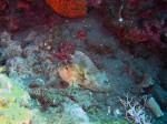 A leaf scorpion fish hanging out. We saw quite a number of these too - white, yellow, and pink.