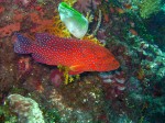 Cool spots and iridescent colors abound