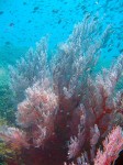 We loved the fan-type coral.