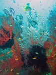 An underwater utopia