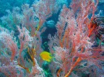 Our October break (spring break, here in the southern hemisphere) was dedicated to the joys of underwater life!