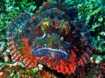 Another scorpionfish - a very different type, giving us a face-on stare!