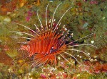 And what photo shoot is complete without a lionfish?! We saw lots of these on our dives (but, strangely enough, not a single turtle).