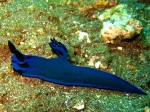 Nudibranch - the slugs of the sea.