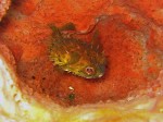 We ran into this puffer hiding out in an amphora-type coral.