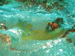 Here's another ray, chilling on the seafloor