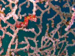 We are always on the hunt for seahorses, and here's one we came across. A pygmy seahorse, he is about the size of a fingernail!! We'll post more pictures in the next few days as well!