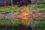 We took a trip through some mangroves for a jungle hike, and I thought this red soil was pretty dramatic.