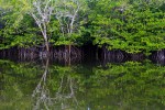 Peaceful mangroves reflected in the river.