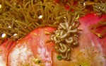 What a perfect piece of camouflage - his "noodles" look just like the anemone!