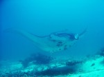 Each manta has a distinctive "fingerprint" of markings on the belly, which helps researchers identify individuals.