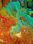 These spiky coral that look like cactus were something new for us.