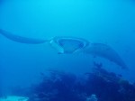 OK - now to the manta part!