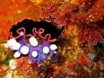 A Glorious Flatworm