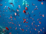 Alea, Nun ("noon" - our dive guide), and Susan play with the fishes.