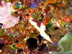 Nudi on coral.