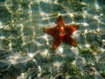 I just like the patterns in this starfish shot. This is (obviously) up near the surface.