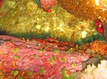 There are 2 tiny crabs in this shot...