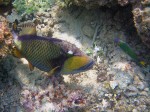 Big ole coral eating triggerfish.