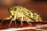 We were visited by really cool bugs during the weekend. We think this was a cicada that was in the process of molting