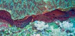 Breck captured this shot of a different moray all stretched out under a rock.