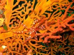 We saw bunches of "little stuff" like this critter, some of which actually turned out in our photos!